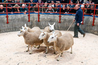 NCC Shearling Gimmers from Humbleheugh